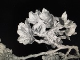 【CTスキャンを活用して】ソメイヨシノの撮影　Prunus × yedoensis